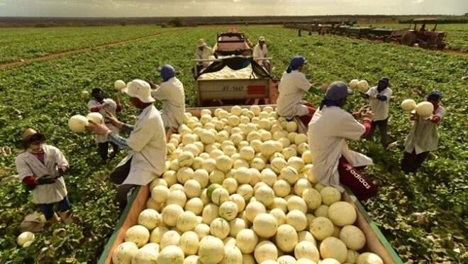 Fazenda brasileira de melões, Agrícola Famosa