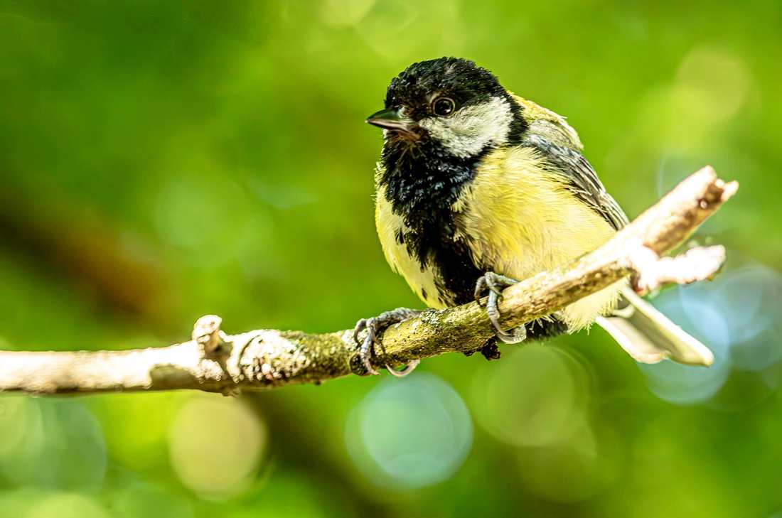 Morte de Ari Uru-Eu-Wau-Wau completa quatro anos: relembre o legado do 'guardião da floresta'