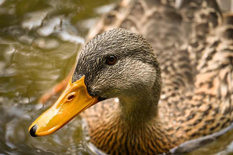 Boto cor-de-rosa entra na lista de perigo de extinção em Rondônia
