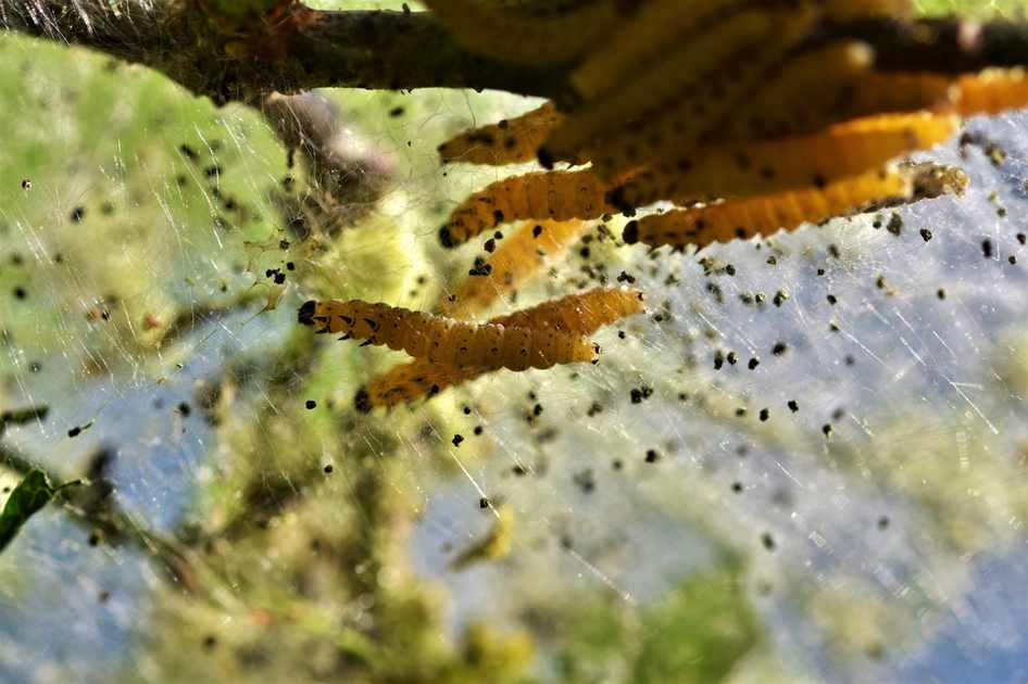Festival do Camarão aumenta procura de passagens no AP com destino ao Afuá