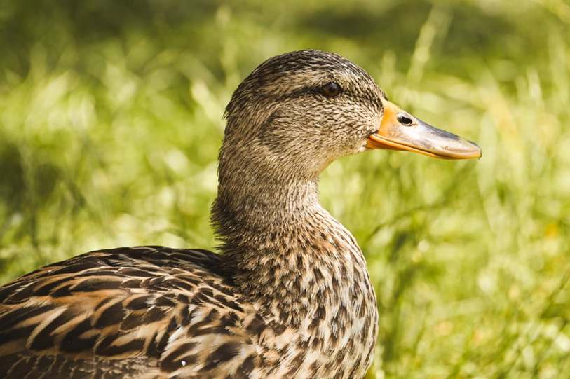PIB de Rondônia cresce acima da média nacional